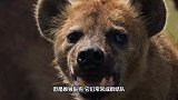鬣狗活腻了，竟敢和狮子抢肉吃，狮子直接咬断鬣狗的腿