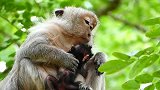 新生小猴子的妈妈在做什么，这么漂亮的新生猴宝宝