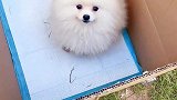 博美发现一条傻狗