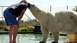 60岁老大爷 跟北极熊一起游泳 不怕被吃掉？