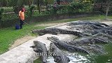 饲养员拿生肉为雄狮，结果雄狮眼神一直盯着他，感觉瘆得慌！