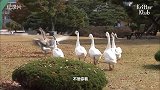 一群“园霸”大鹅，意外登上热榜，引得无数人前往打卡留影！