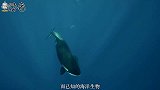 这种海洋生物长着鸟喙，具备改变环境的能力，喜欢创造白色沙滩