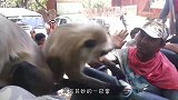 峨眉山猴子最怕的东西，拿出来一亮，猴子看到就躲一边