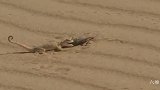 一只沙漠蜥蜴的捕食，在沙漠上行动迅速，快速捕食到一只蝗虫