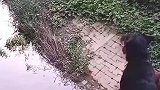 为情所困跳桥殉情