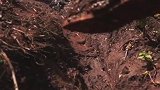 徒步两小时，直面野生山地大猩猩！