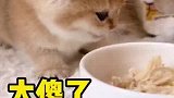 小奶猫不吃鸡胸肉的原因，竟然是它！