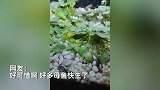 小伙回家闻到一股糊味，一看鱼缸变“干锅”：84条活鱼变“烤鱼”