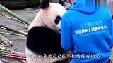 奶爸给熊猫拍照，妥妥的拉仇恨无疑了，就问你羡慕吗？