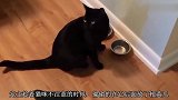 橘猫和黑猫同时翻墙！动作完美同步，网友这该死的默契！