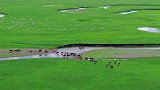 草原深处，牛马成群，洁白的羊群在悠闲吃着青草，像是散落在草原