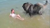 小主人在海边玩水遇到一个大浪，凶猛的藏獒赶紧把小主人拖上岸了