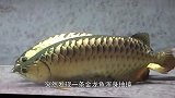 男子花高价买回两条金龙鱼，突然一条浑身抽搐，接下来男子笑了