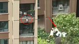 实拍：重庆一幼童坠楼瞬间 邻居合力拉起救命被子将其拯救