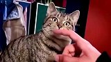 狸花猫这玩意，不比宠物猫香吗