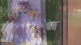 斑马头竟然在流鼻涕