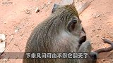 小猴太调皮惹猴妈一脸不高兴，下秒猴爸爸的做法亮了，场面温馨！