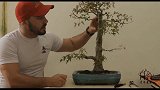 玩盆景必须技术——高压繁殖，手把手示范教程，一看就懂