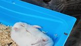 这老鼠一点安全意识没有，旁边趴着大猫，还有心思吃！