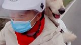 金毛一到领养它回家的地方就发抖，害怕的不行！