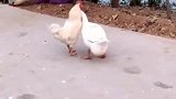 鸭子驮着鸡走路，什么时候关系这么好，这画面真是太和谐了