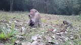 一只猴子心生嫉妒，想去抢只猴宝宝来养