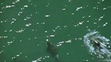 凶残的虎鲸组团捕杀海狮，直接冲上海滩大开杀戒！