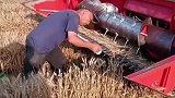 割麦机容易毁庄稼，60岁老农民的一招
