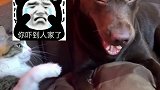 狗子：好委屈可是我不说 像不像你列表里的那个谁