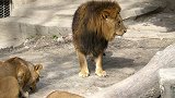 动物园里雄狮遭到母狮围攻，躺在地上不敢动，真的好尴尬！