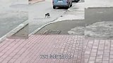 搞笑配音：奇怪奇怪太奇怪，老鼠和猫谈恋爱！