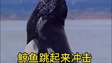 鲸鱼跳起来冲击只为了甩掉滕壶