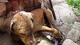街边流浪的狗狗，瘦得皮包骨，被人救助后画面暖心