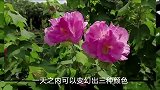世界上颜色最多变的花：木芙蓉，从早上到中午到晚上都有不同颜色