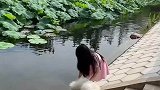 小姐姐抓着小狗在池塘边给它洗澡，场面有多紧张就有滑稽！