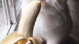 原来小猫还喜欢吃香蕉，太可爱了