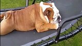 主人让斗牛犬坐摇椅，斗牛犬却这一副不情愿的表情