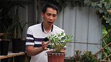 长春花刚出花芽，养花人都会给它用一种肥，开花多多了