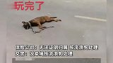 原价两千的农村犬只被撞死，司机只赔一千，交警：没牵绳按流浪狗处理