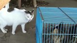 都把狸花猫给关起来了，小白猫还不肯放过它，这得多大仇啊