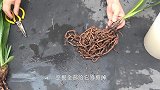 兰花烂根不要急，这样处理成活率高！