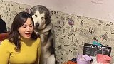 阿拉斯加犬洛洛喜欢和帅哥美女在一起，真是只自来熟的狗子！