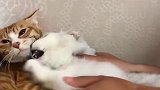 铲屎官硬是给猫咪介绍对象，看着一点都不情缘，猫咪反应太搞笑！