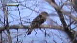 旅游-灰喜鹊·长尾山雀-东陵拍鸟