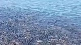 难得一见的青海湖黄鱼洄游，太壮观了