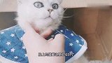 一只多灾多难的猫咪啊！感谢大家的关心，详述早早近日身体状况
