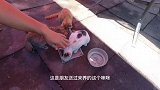 环境也能改变猫，曾经野性十足的流浪猫，如今变这样