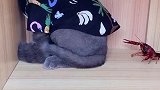 猫：我不看它，它也看不见我！