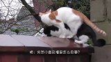 两只猫咪一起翻墙，动作完美同步，镜头拍下搞笑的一幕